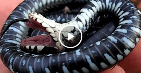 A cold Grass snake plays dead in man's hand (Video)