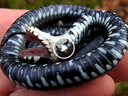 A cold Grass snake plays dead in man's hand (Video)