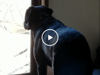 Dog growls at lifelike snow man outside (Video)