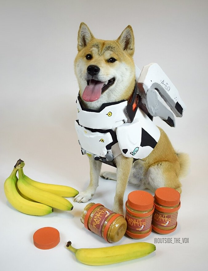 Vox the cosplaying dog is a very good boy (27 Photos)