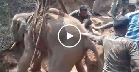 Baby elephant is rescued from a 70ft well