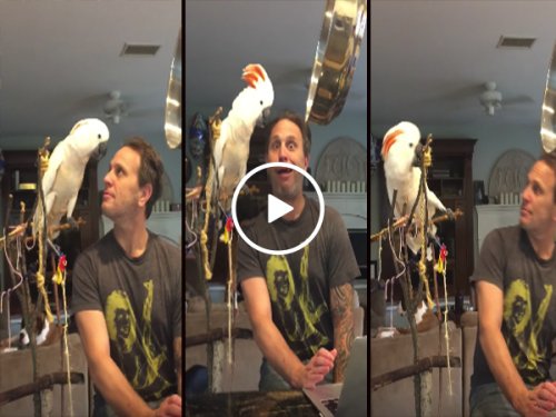 Loud bird fights with his owner