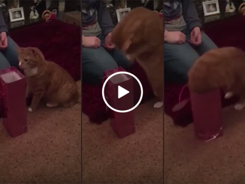 Ginger cat has a cute dive into a wine bag (Video)