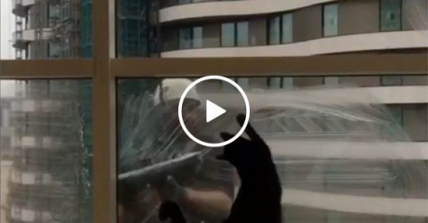 Cat finds the ultimate playmate with window washers (Video)
