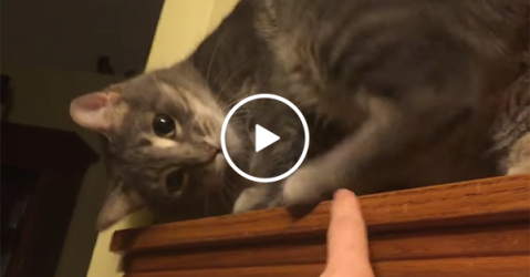 Cat does not like being poked by owner (Video)