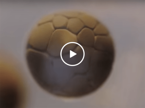 Incredible time lapse of cell division (Video)