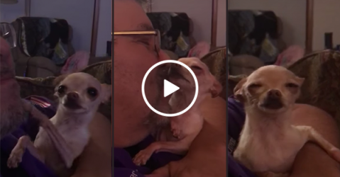 Small dog loves to get kisses from owner (Video)