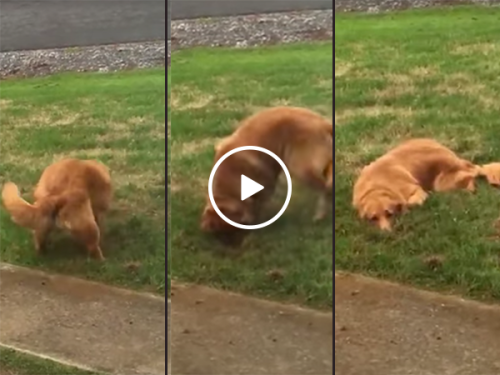 Dog busted trying to dig hole in front yard (Video)