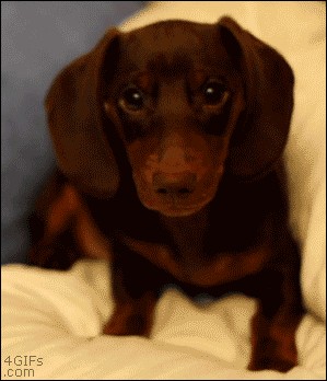 11 Adorable Dog GIFs to Aww at This National Puppy Day