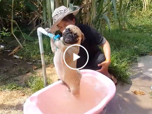 Just a pug getting a scrub in a tub (Video)