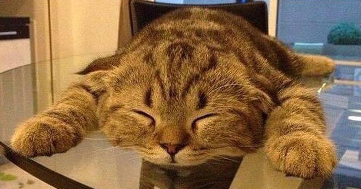 Cat Saturday (21 Photos)