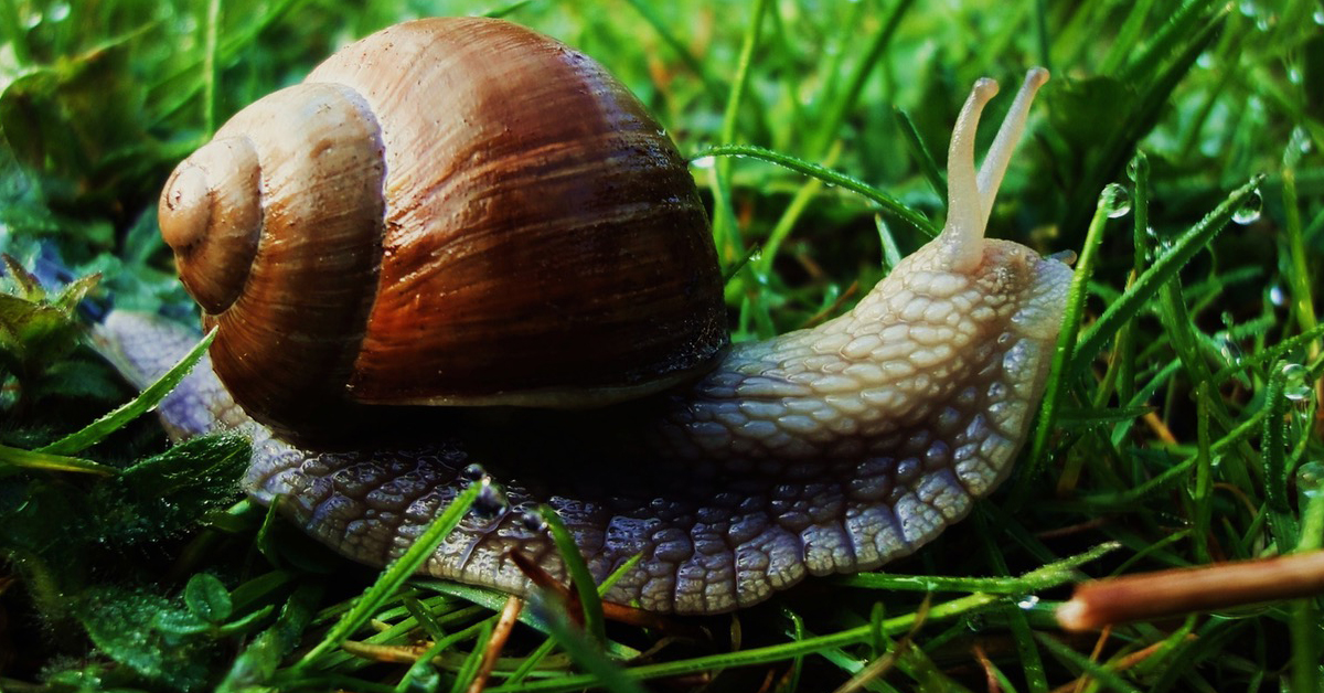 Snails are lethal (and other animal fatality facts) : theCHIVE