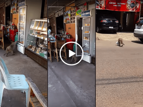 Monkey steals milk from refrigerator on street (Video)