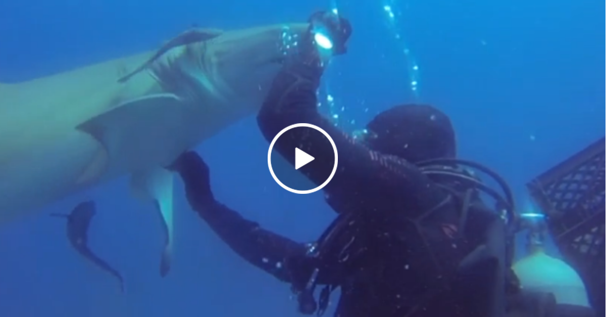 Shark gets a helping hand from a diver