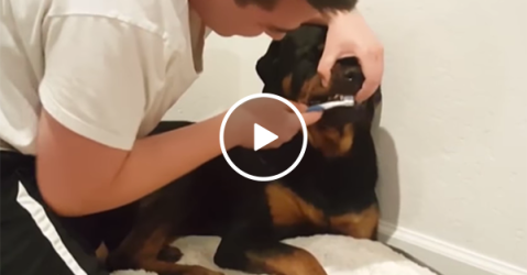 Rottweiler doesn't want its teeth brushed (Video)