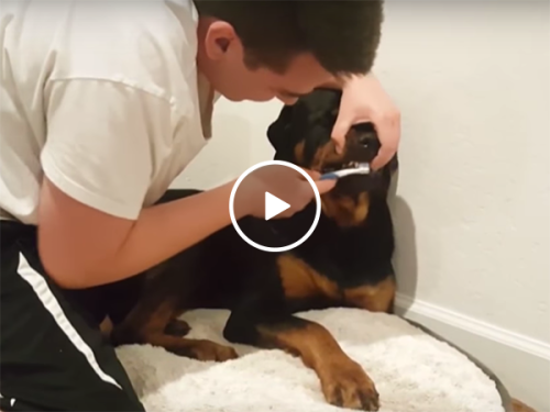 Rottweiler doesn't want its teeth brushed (Video)