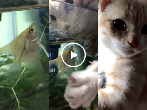 Cat and fish are best friends (Video)