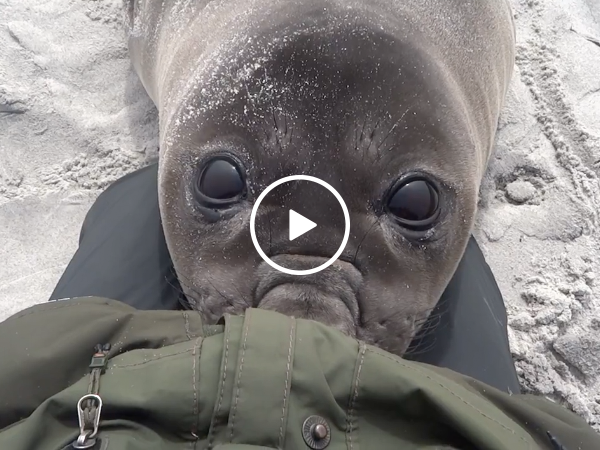 Adorable seal demands cuddles (Video)