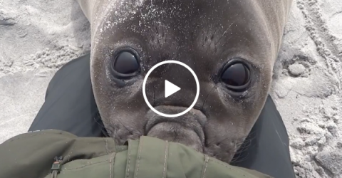 Adorable seal demands cuddles (Video)