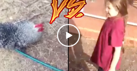 Rooster chases little girl out of yard (Video)
