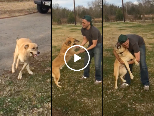 Dog can't contain excitement after owner returns from deployment