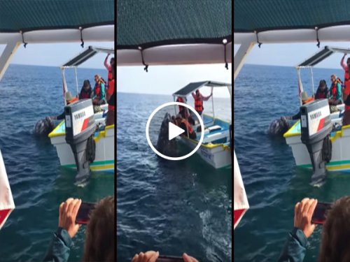 Baby whale hangs out with tourist boat