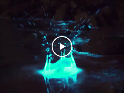 Incredible example of bioluminescence in Tasmanian waters (Video)