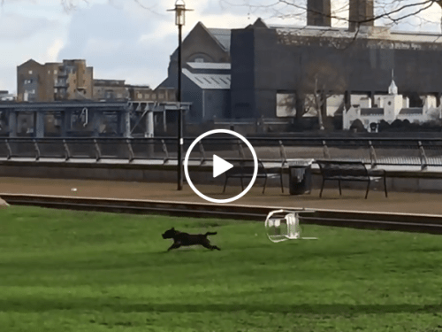 Chair chases dog through the park (Video)