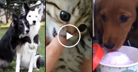 Cute animal compilation to brighten your day (Video)