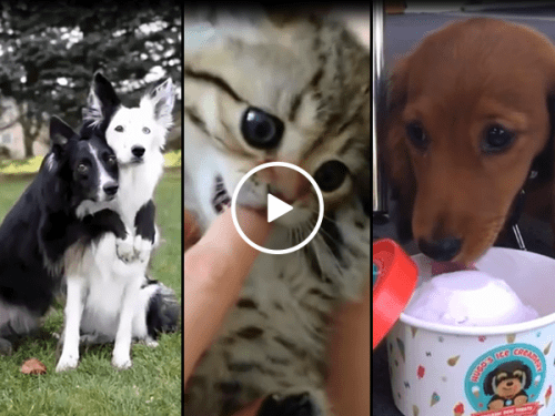 Cute animal compilation to brighten your day (Video)