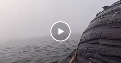 Great white shark feeds on Humpback Whale