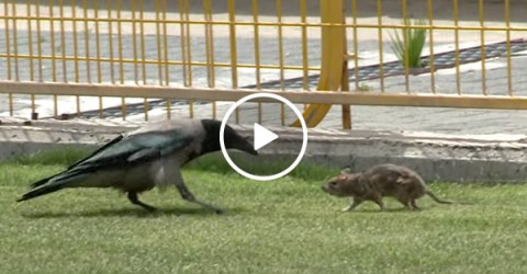 Crow and rat get in a fight