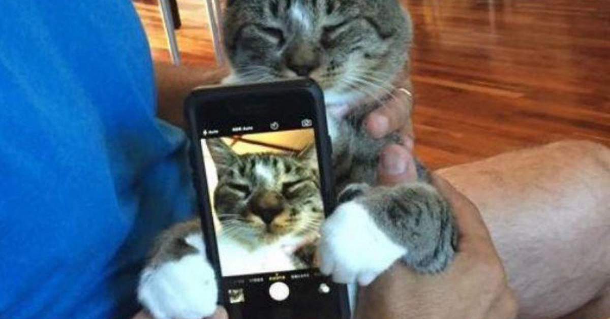 Cat Saturday (24 Photos) : theCHIVE