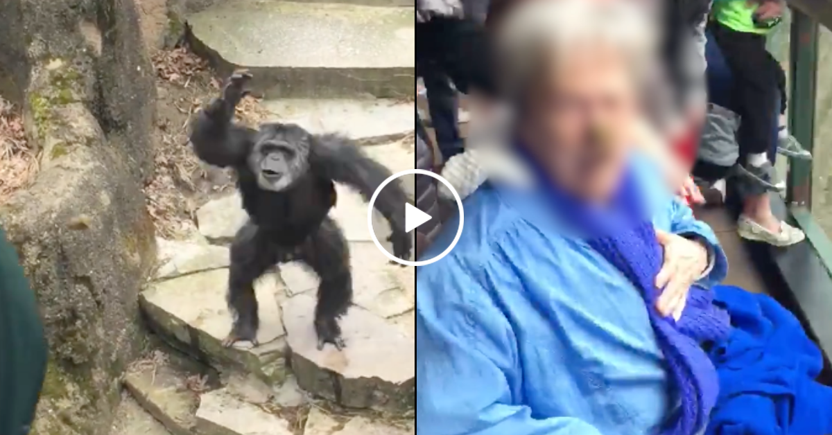 Chimp Throws Poop At Grandma at Calvin Petillo blog