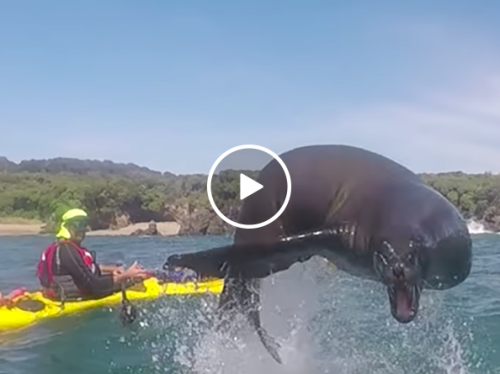 Sea lion makes giant leap over kayakers