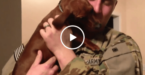 Overjoyed dachshund greets returning soldier (Video)