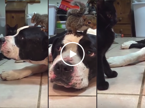 Dog protects baby squirrel from cat (Video)