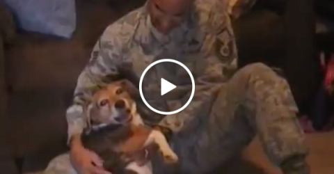Soldier returns home to excited dog (Video)