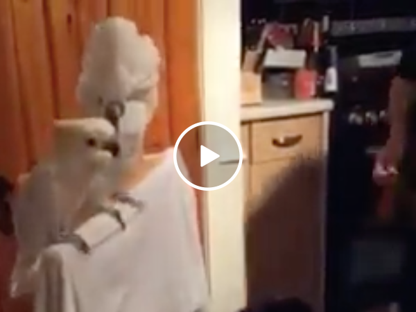 Dude serenades his birds, but only one's feeling it (Video)