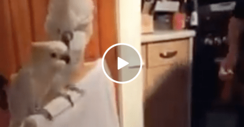 Dude serenades his birds, but only one's feeling it (Video)