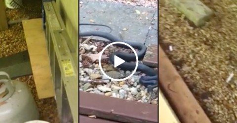 Guy has a little bit of a snake problem... wait for it (Video)