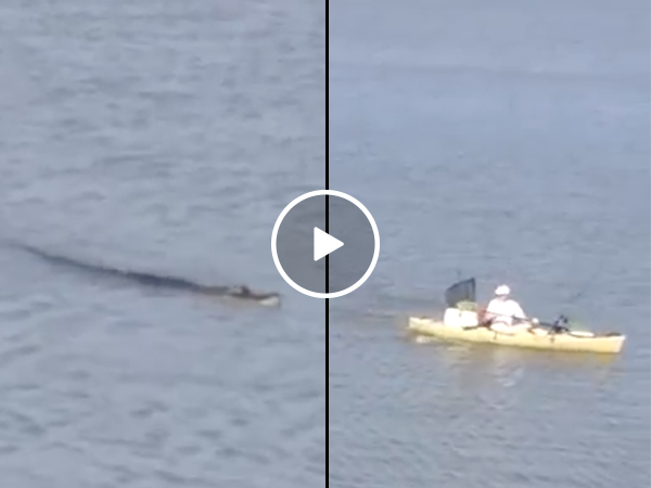 The last thing you want following you in canoe is an alligator (Video)