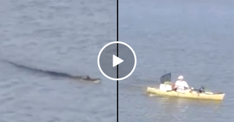 The last thing you want following you in canoe is an alligator (Video)