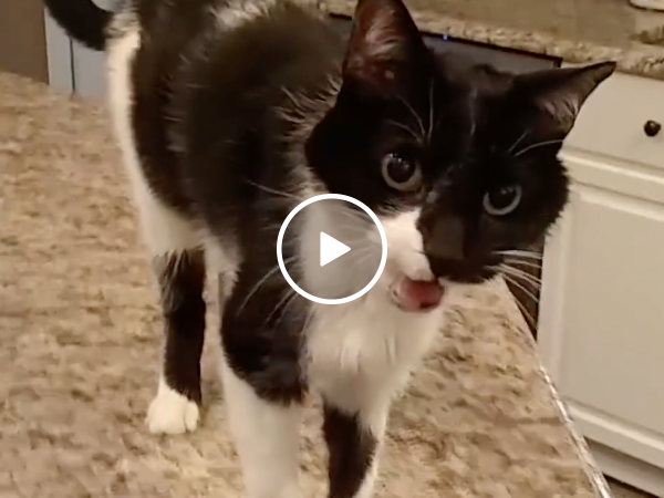 this-cat-has-an-hilariously-deep-meow-video