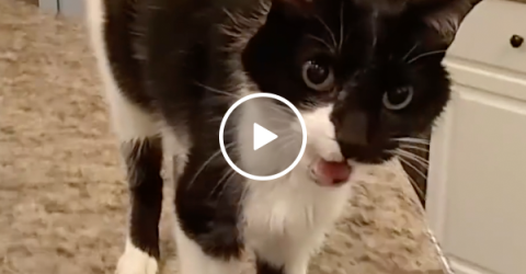 This cat has an hilariously deep meow (Video)