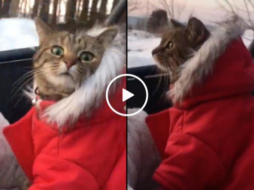 A cat in a coat on an ATV in the winter (Video)