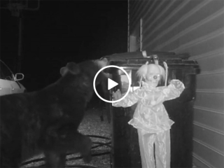 Man installs clown to scare away bear from trash (Video)