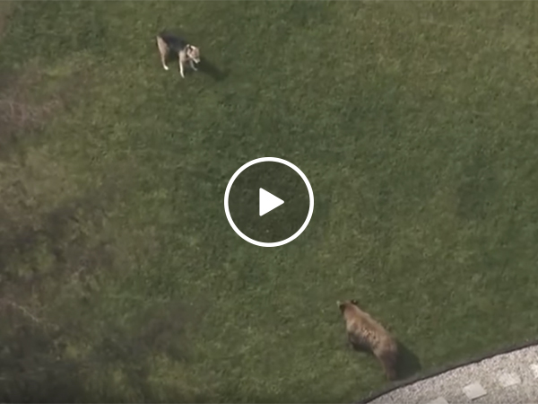 Dog chases off bear intruder