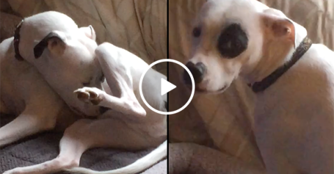 Owner catches dog licking private parts (Video)