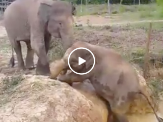 Elephant helps smaller friend out of ditch (Video)